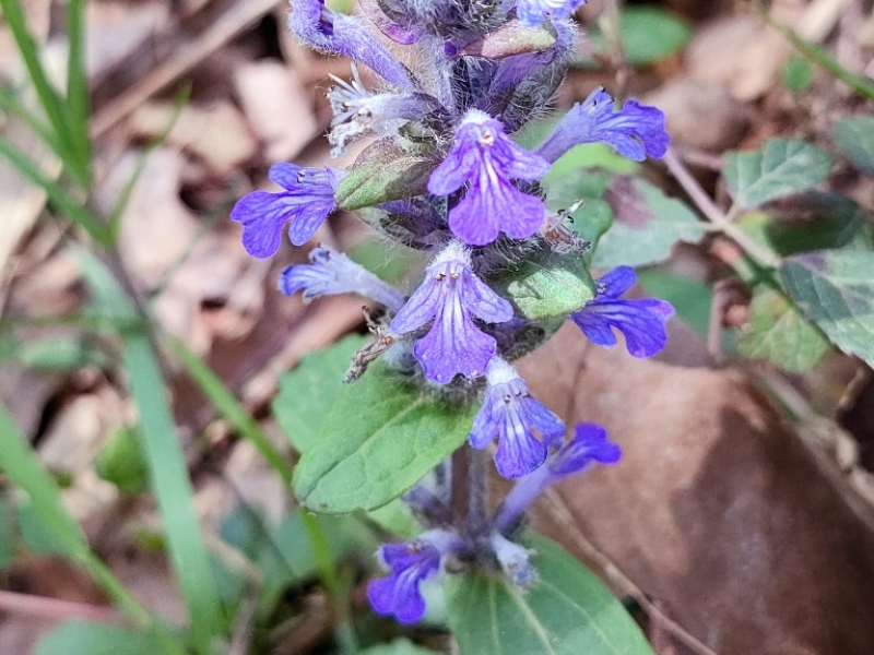 destacada Ajuga reptans