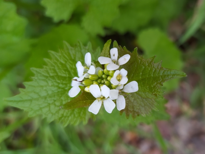 destacada Alliaria petiolata
