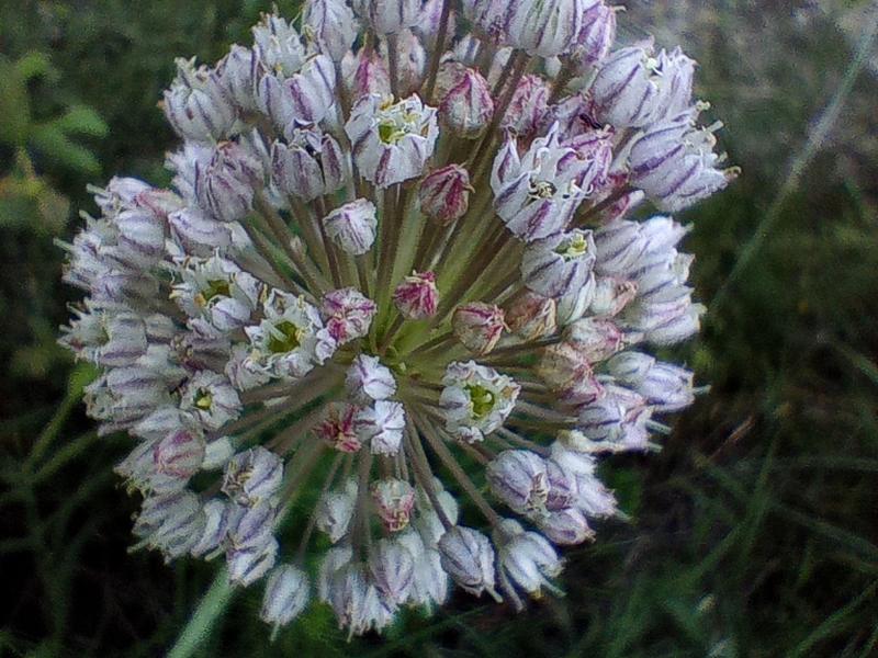destacada Allium ampeloprasum