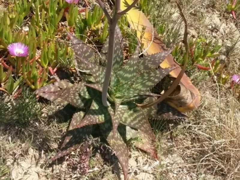 destacada Aloe maculata