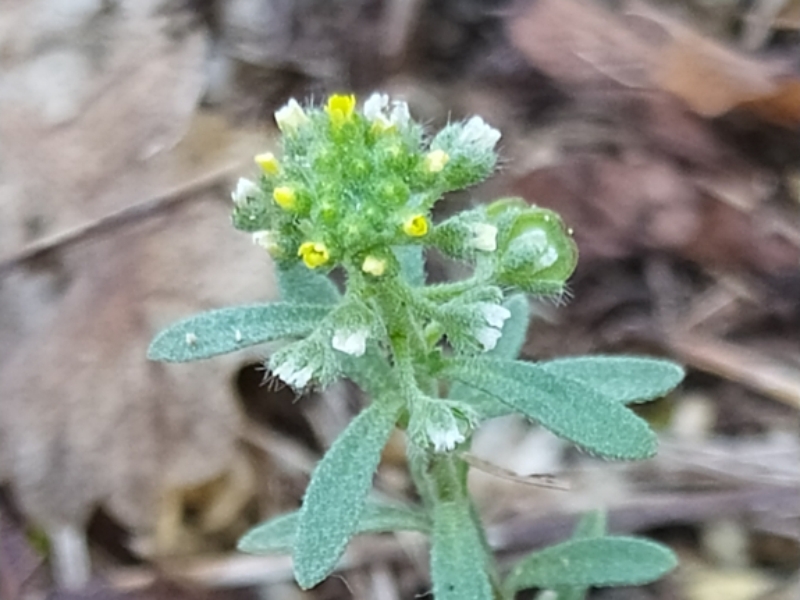 destacada Alyssum alyssoides