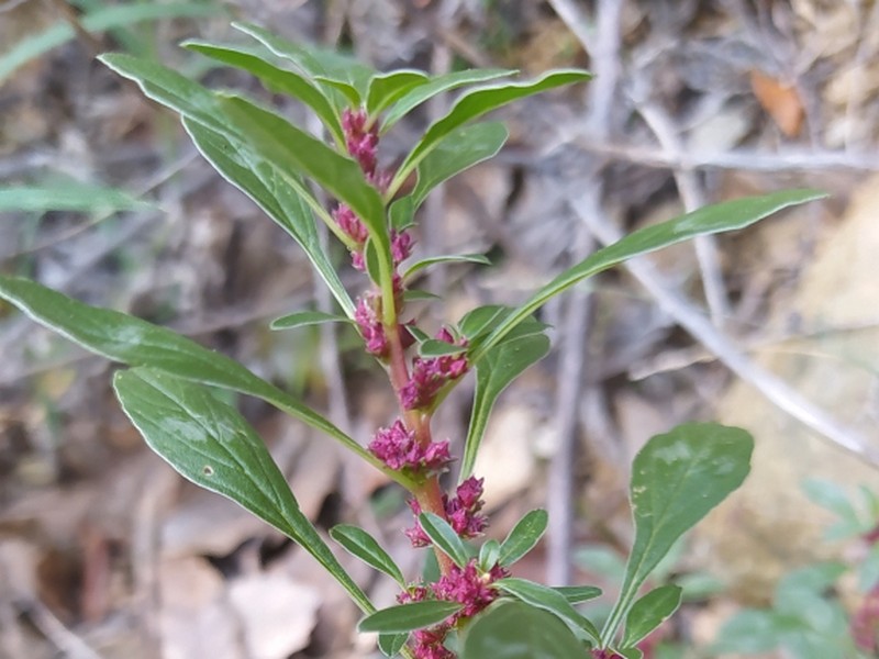 destacada Amaranthus blitoides