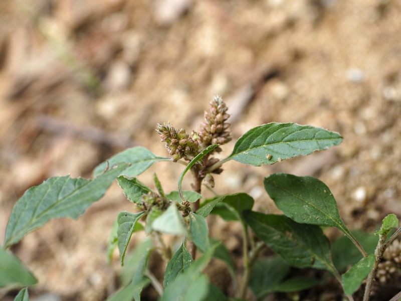 destacada Amaranthus deflexus