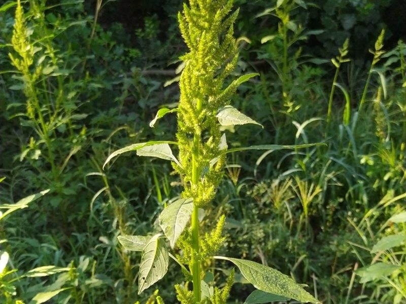 destacada Amaranthus hybridus