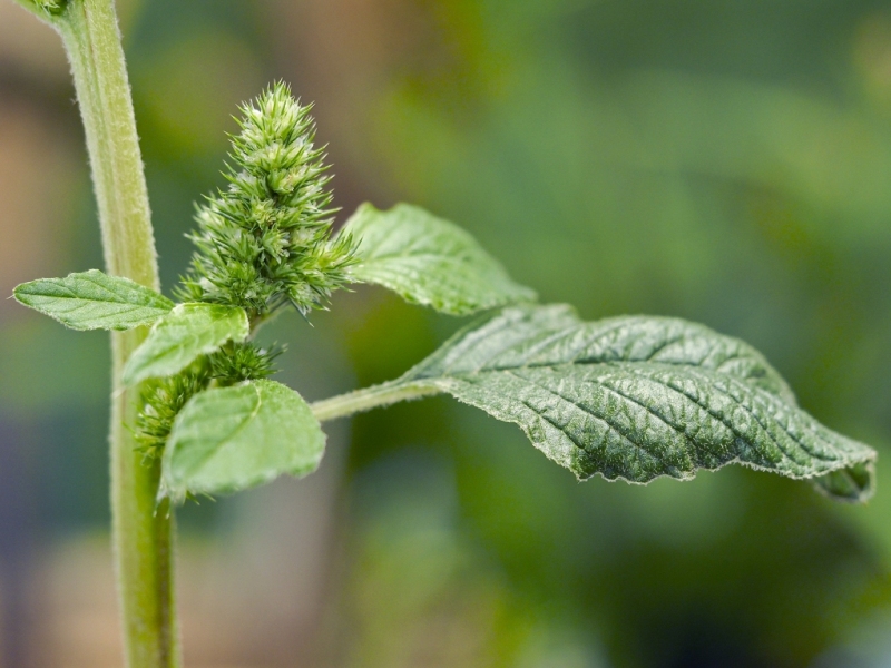 destacada Amaranthus retroflexus