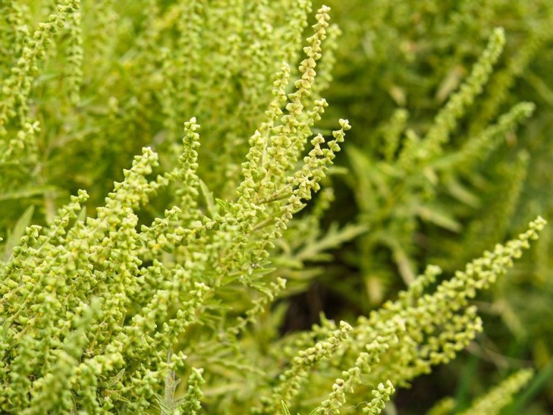 destacada Ambrosia psilostachya