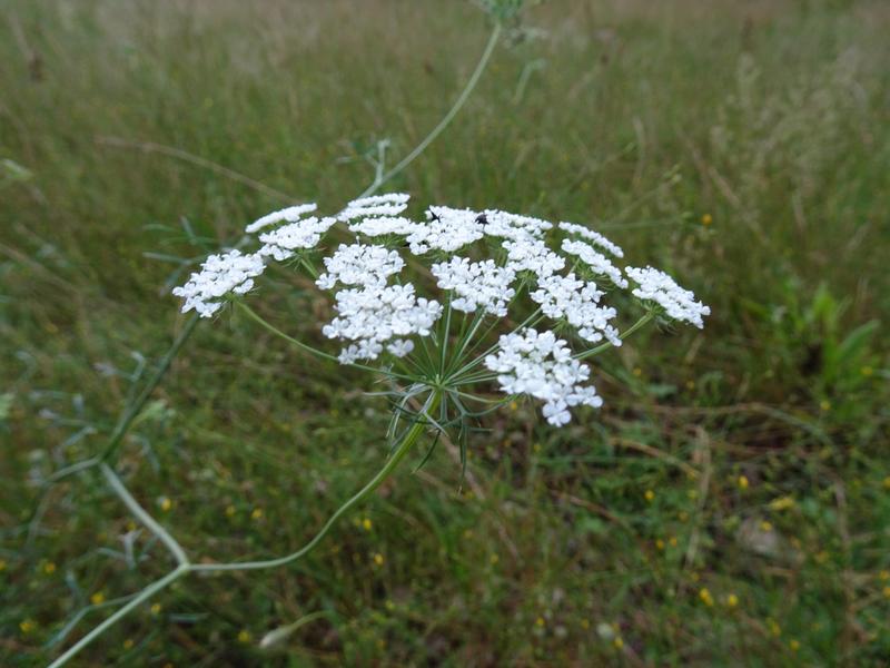 destacada Ammi majus