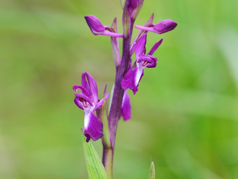 destacada Anacamptis laxiflora