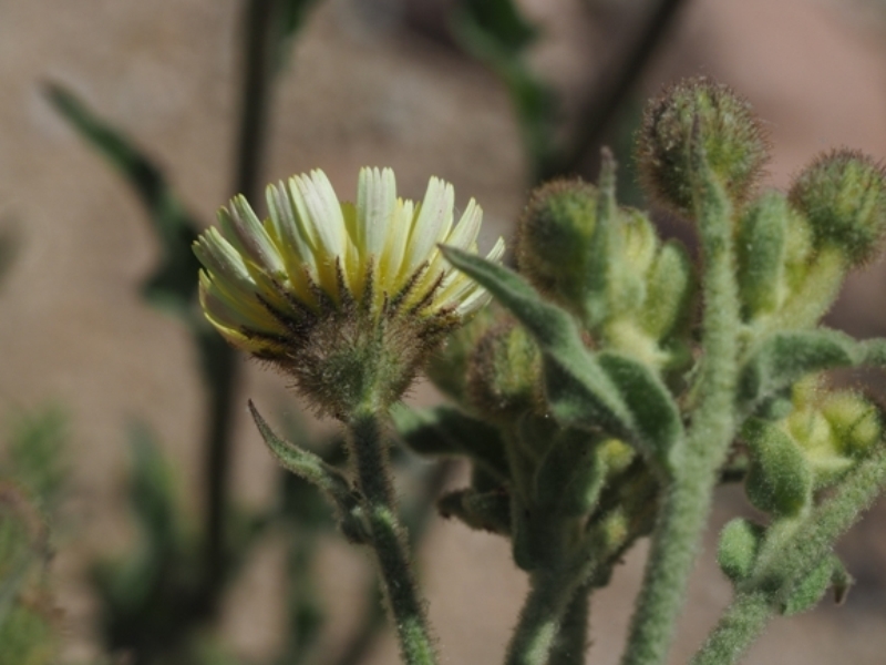 destacada Andryala integrifolia
