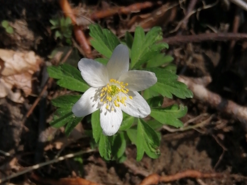 destacada Anemone nemorosa