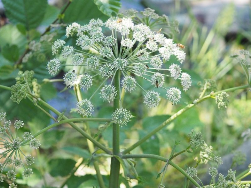 destacada Angelica sylvestris