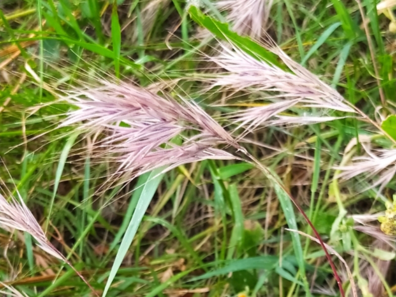 destacada Anisantha rubens