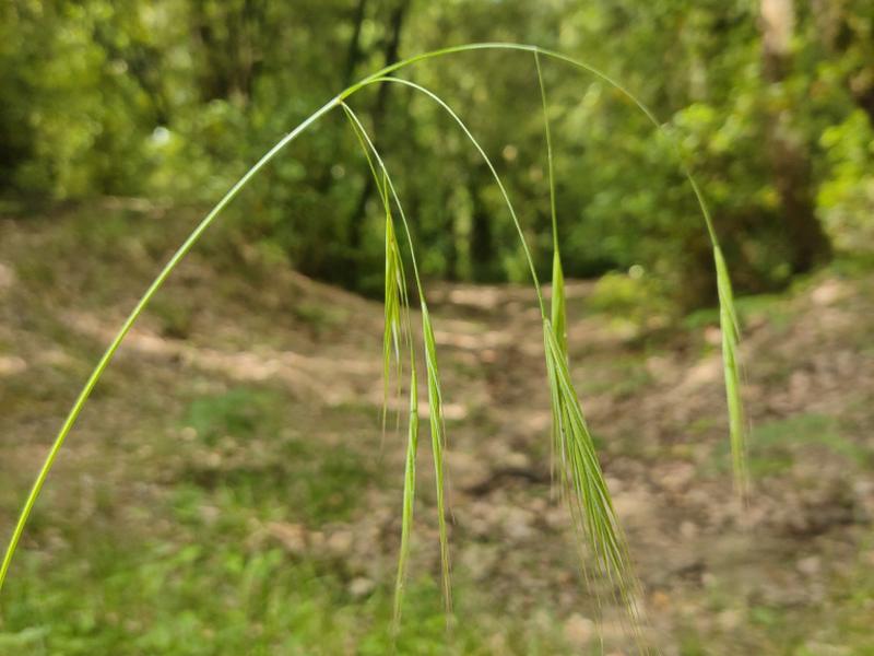 destacada Anisantha sterilis