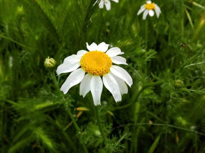 destacada Anthemis arvensis