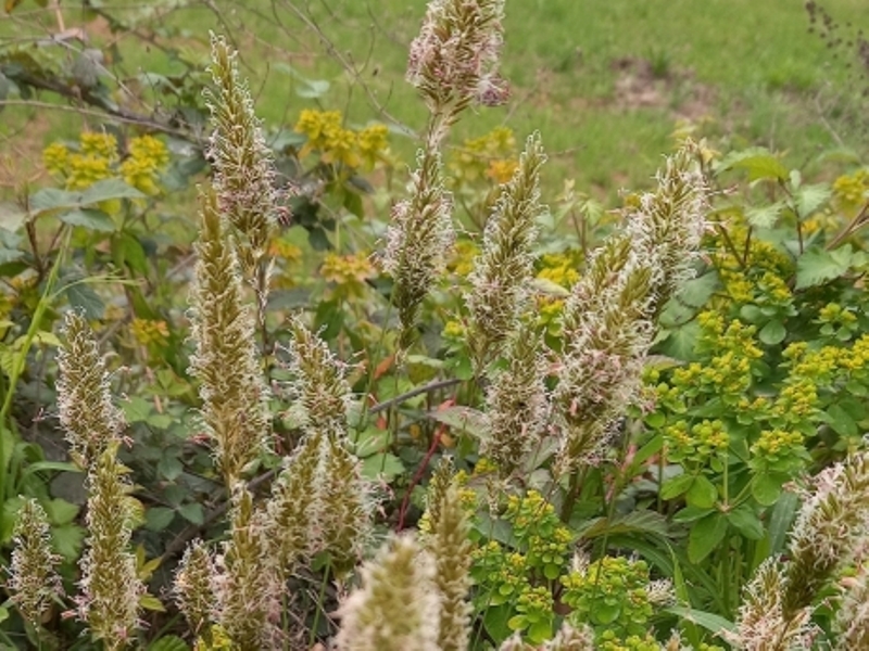 destacada Anthoxanthum odoratum