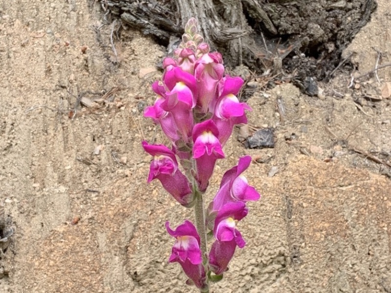 destacada Antirrhinum majus