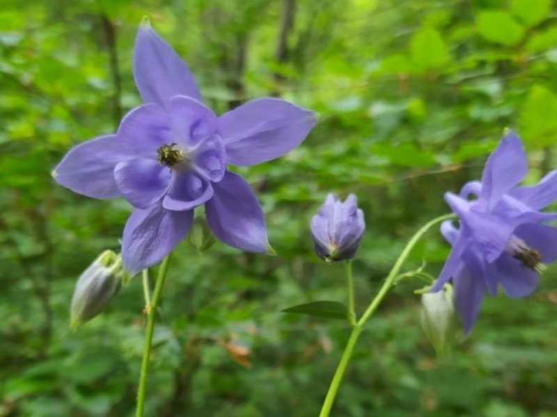 destacada Aquilegia vulgaris vulgaris