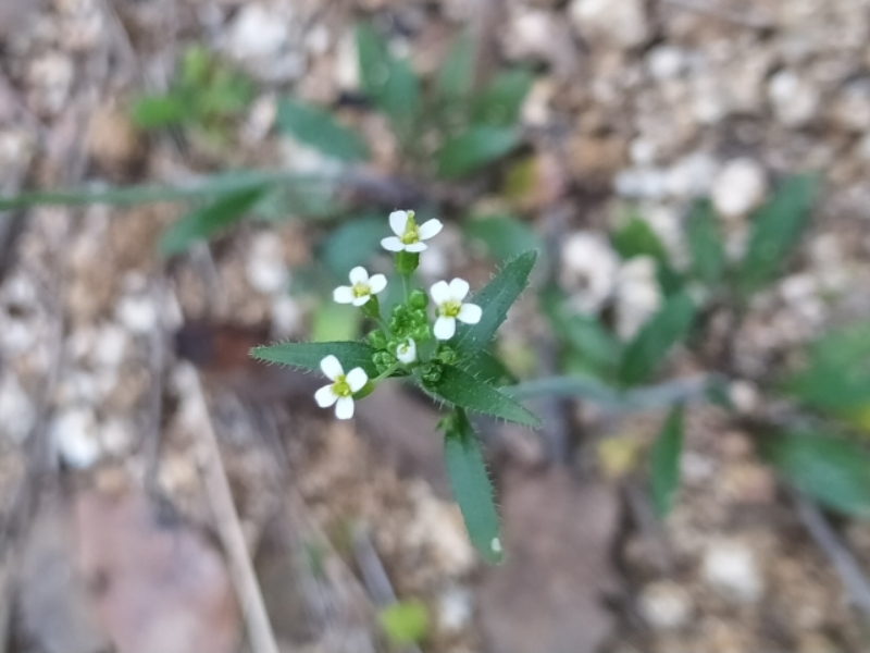 destacada Arabidopsis thaliana