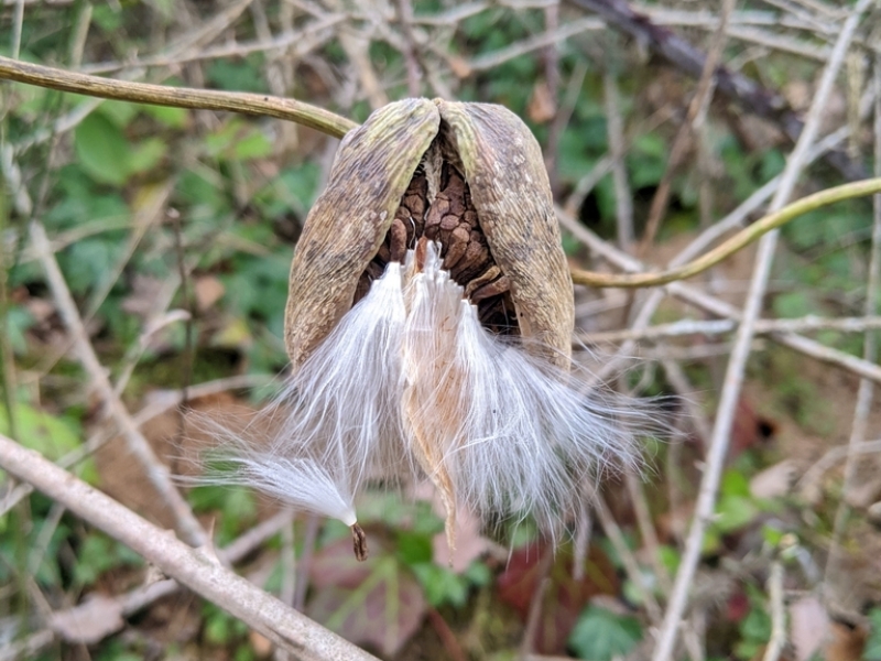 destacada Araujia sericifera