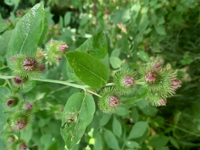 destacada Arctium minus