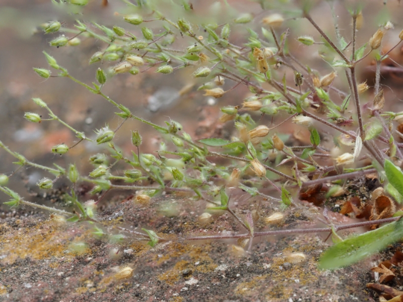 destacada Arenaria leptoclados