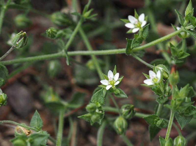 destacada Arenaria serpyllifolia