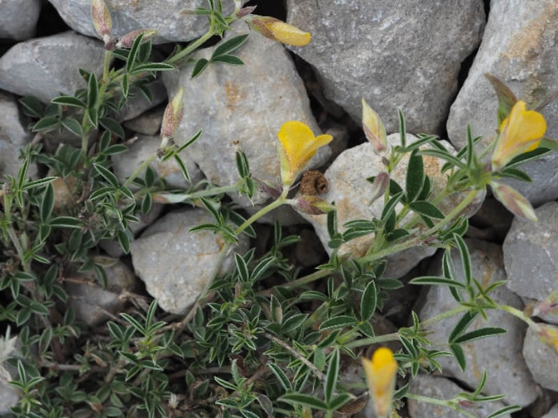 destacada Argyrolobium zanonii zanonii