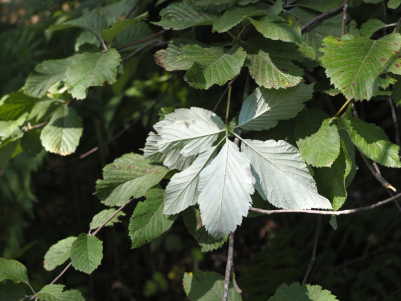 destacada Aria edulis