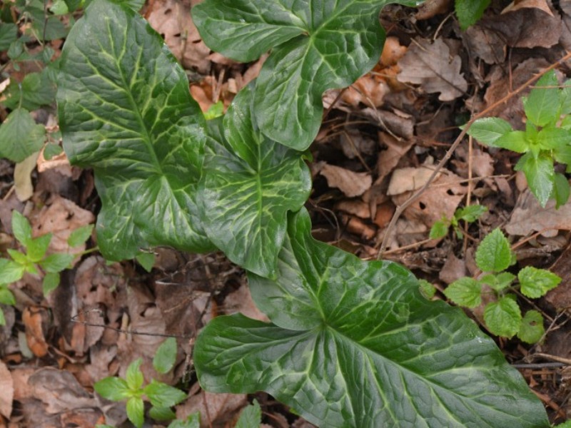 destacada Arum italicum