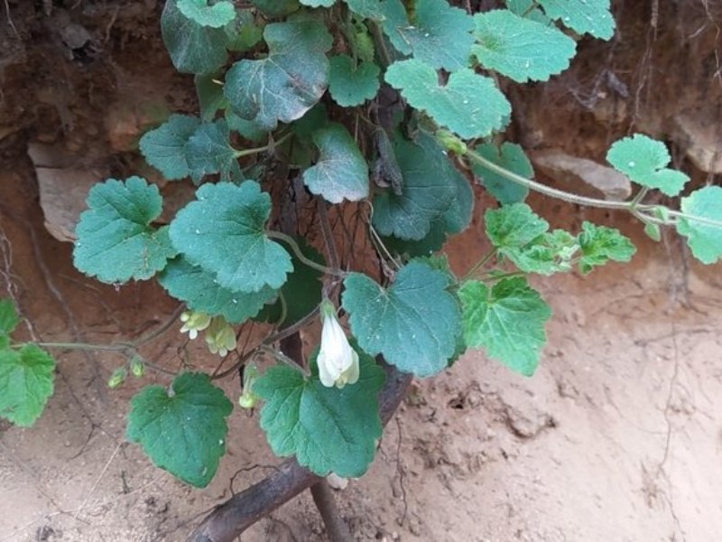 destacada Asarina procumbens