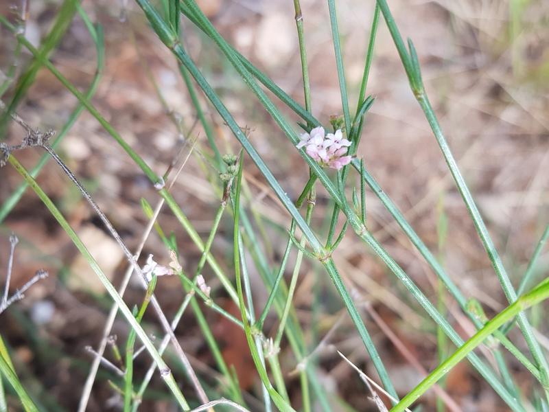 destacada Asperula cynanchica cynanchica