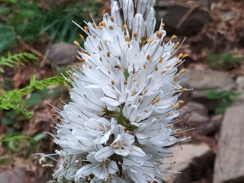 destacada Asphodelus albus