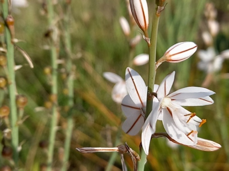 destacada Asphodelus fistulosus