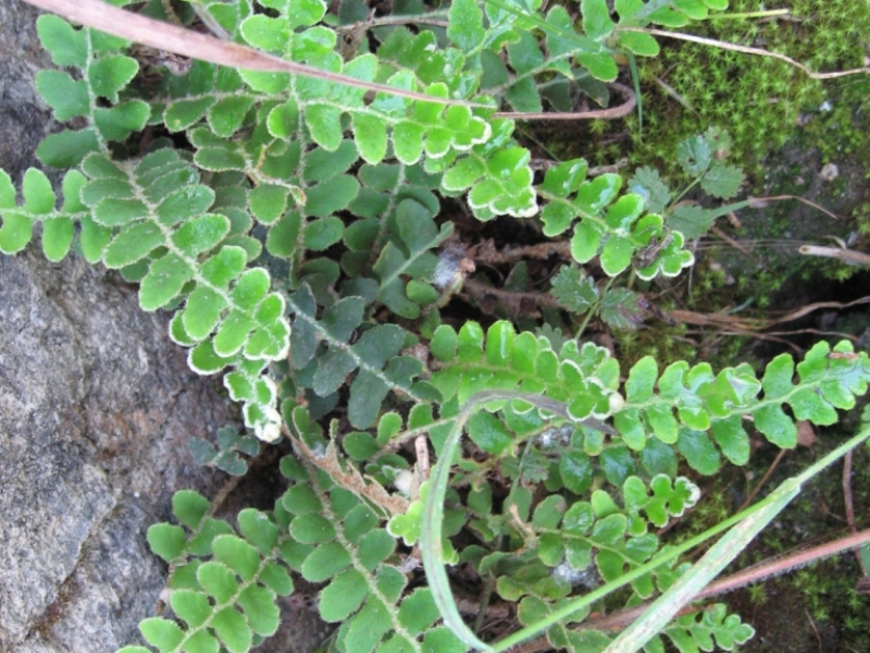 destacada Asplenium ceterach ceterach