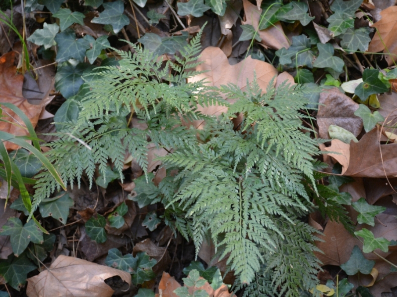 destacada Asplenium onopteris