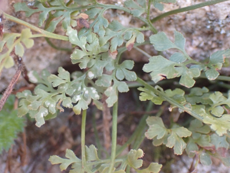 destacada Asplenium ruta muraria ruta muraria