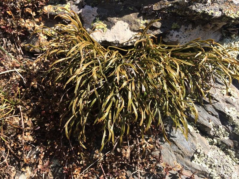 destacada Asplenium septentrionale