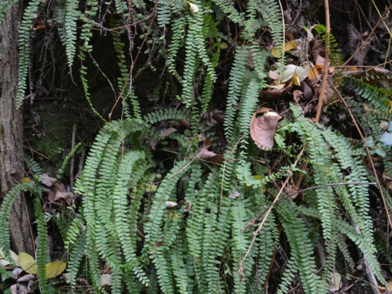 destacada Asplenium trichomanes