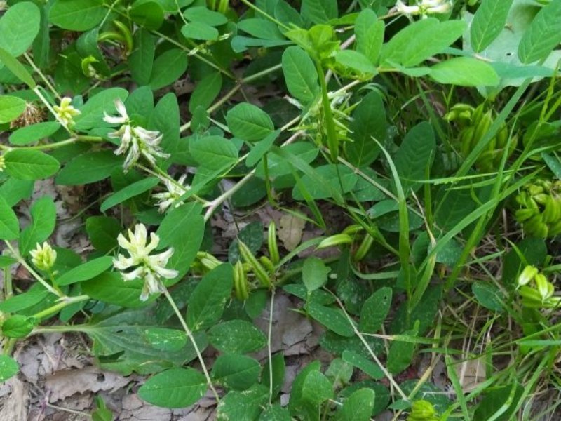 destacada Astragalus glycyphyllos