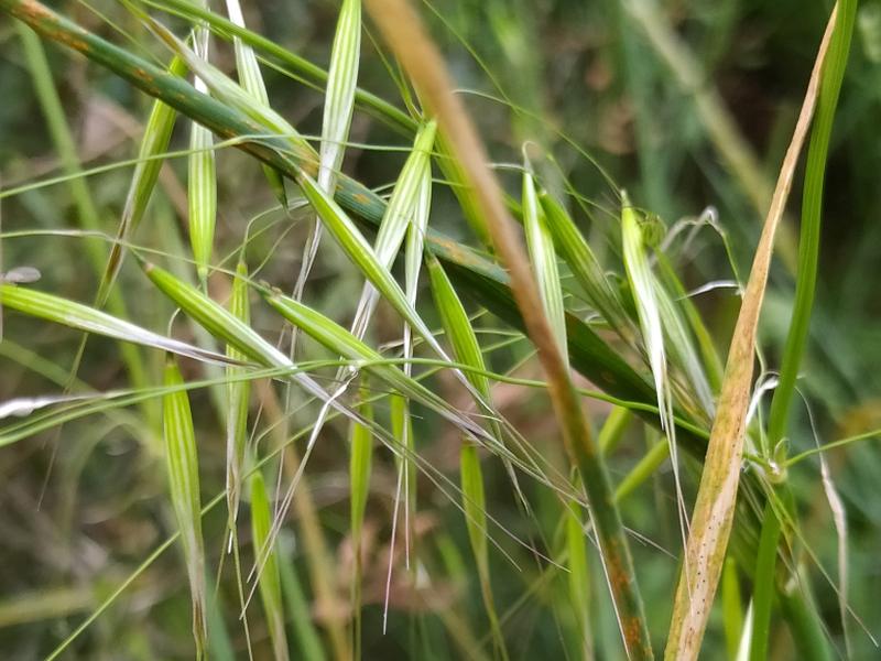 destacada Avena barbata barbata