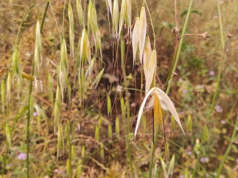 destacada Avena sterilis