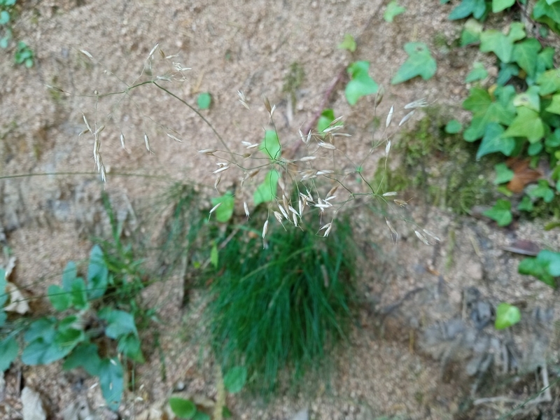 destacada Avenella flexuosa