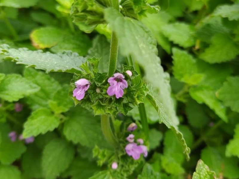 destacada Ballota nigra