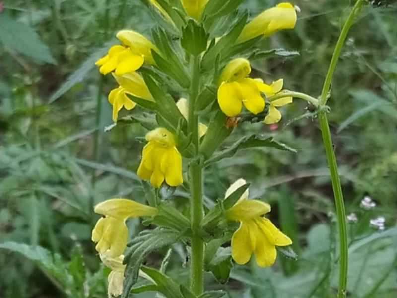 destacada Bellardia viscosa