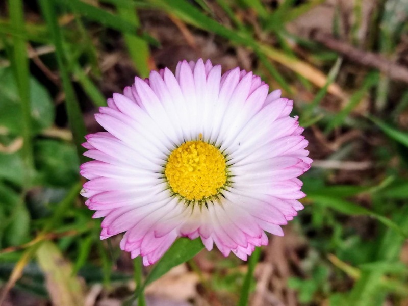 destacada Bellis perennis