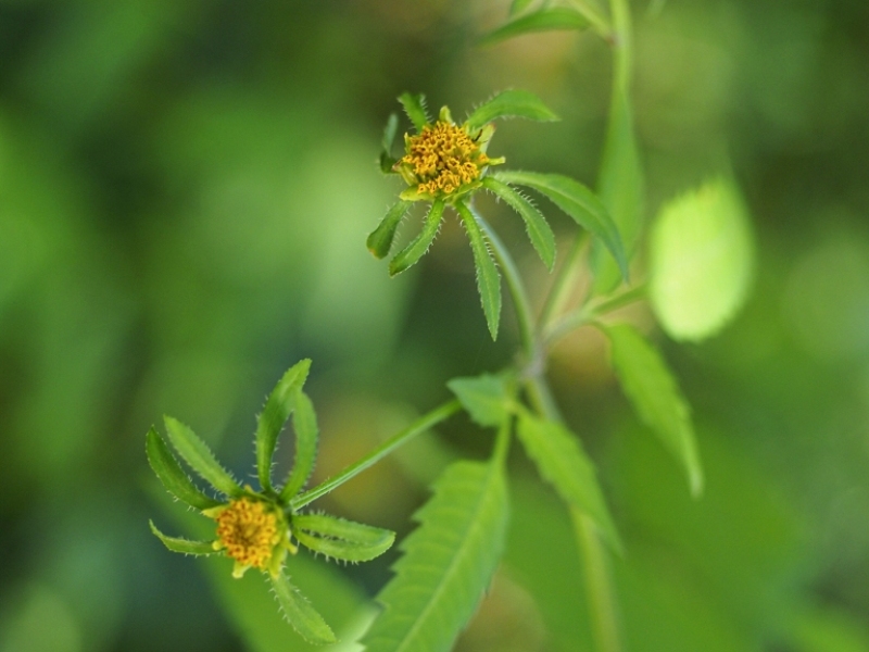 destacada Bidens frondosa