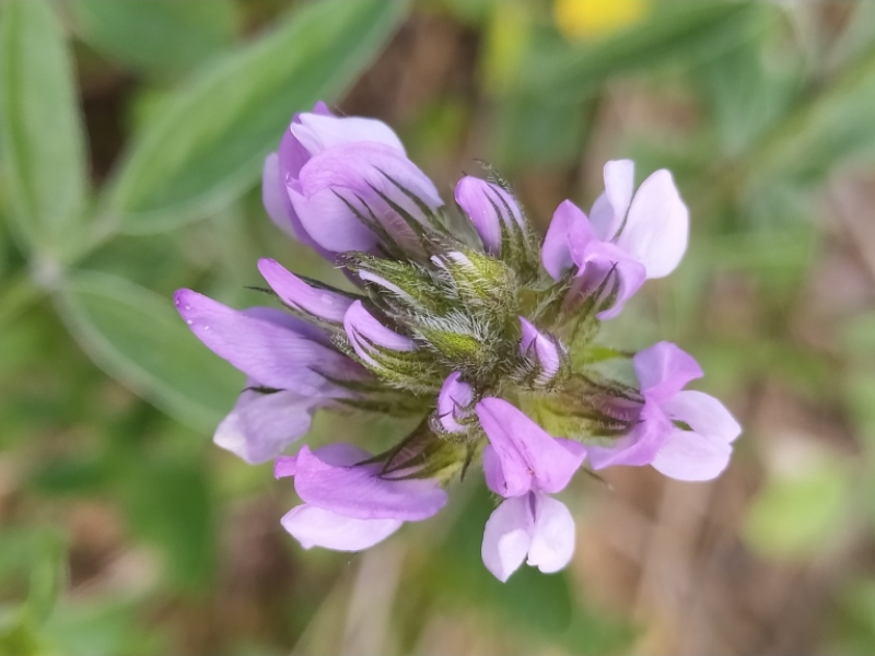 destacada Bituminaria bituminosa