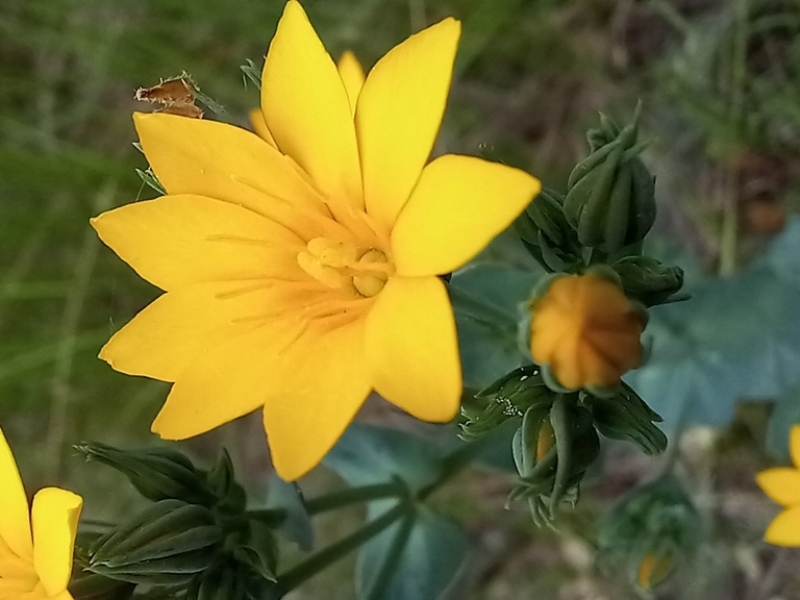destacada Blackstonia perfoliata perfoliata