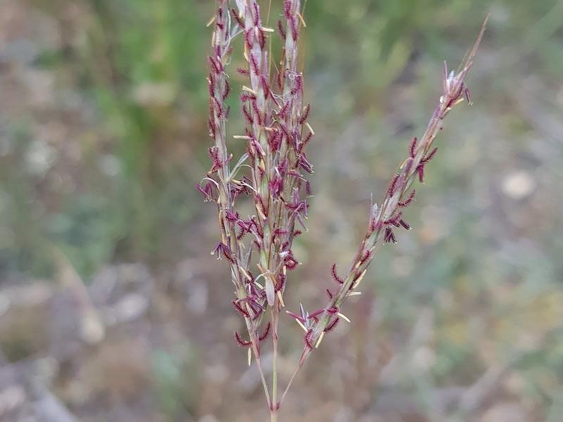 destacada Bothriochloa ischaemum