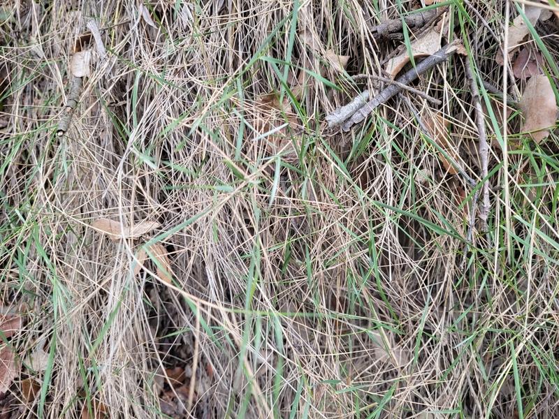 destacada Brachypodium retusum